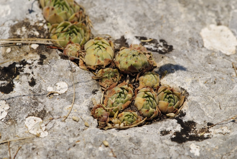 sp. from Yagodina, Ushite