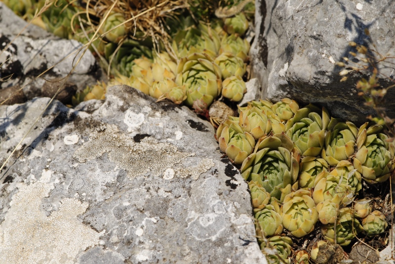 sp. from Yagodina, Ushite