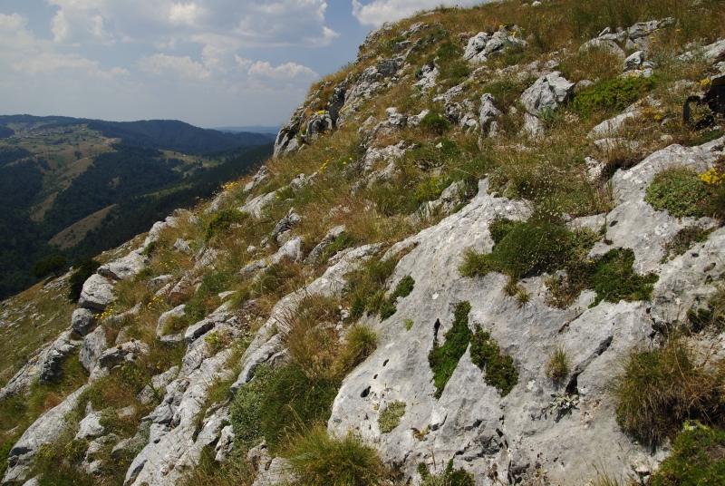 sp. from Yagodina, Ushite