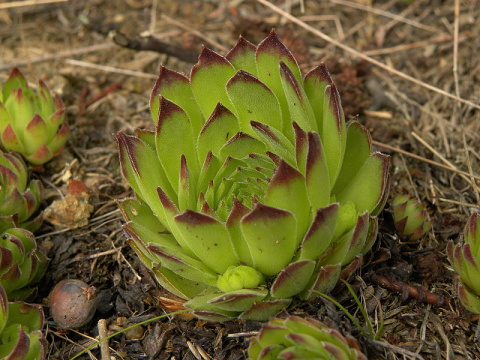 sp. from Pančičev vrh