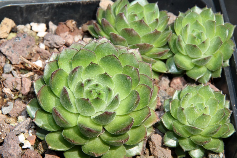 sp. from Ovit Dağı Geçidi