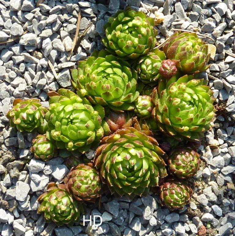 globiferum ssp. globiferum from Speiereck