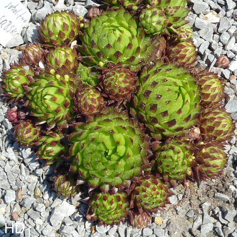 globiferum ssp. globiferum from Srbsko