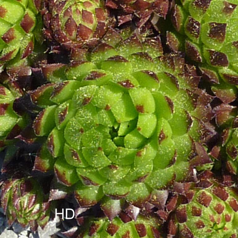 globiferum ssp. globiferum from Srbsko
