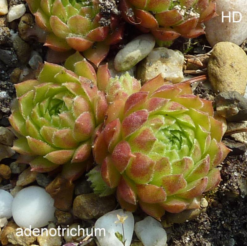 stenopetalum (x adenotrichum)