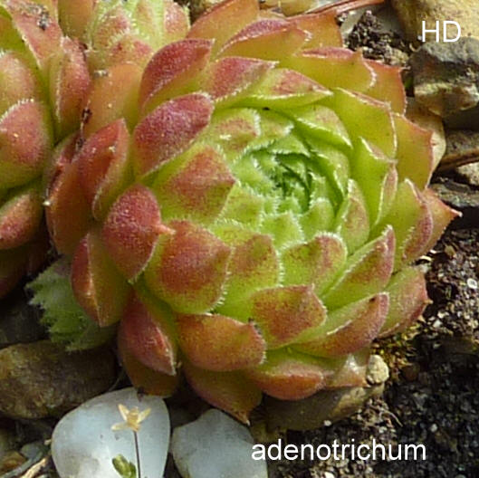 stenopetalum (x adenotrichum)