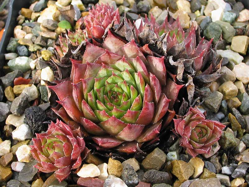 stenopetalum (x parviflorum)
