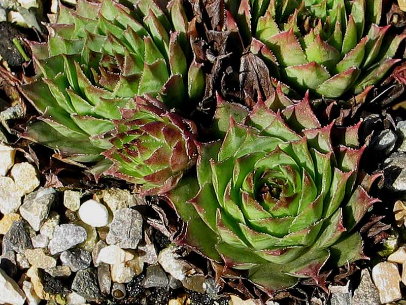stenopetalum (x verlotii)