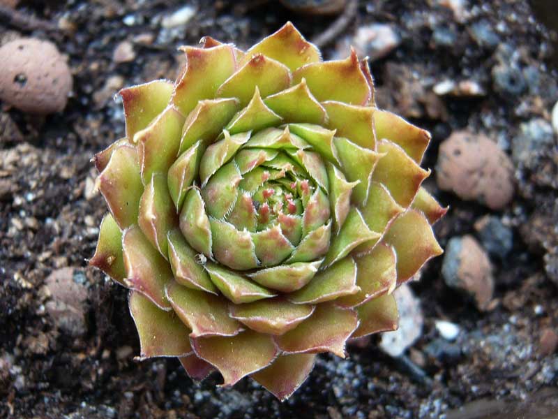 stenopetalum (xschottii)