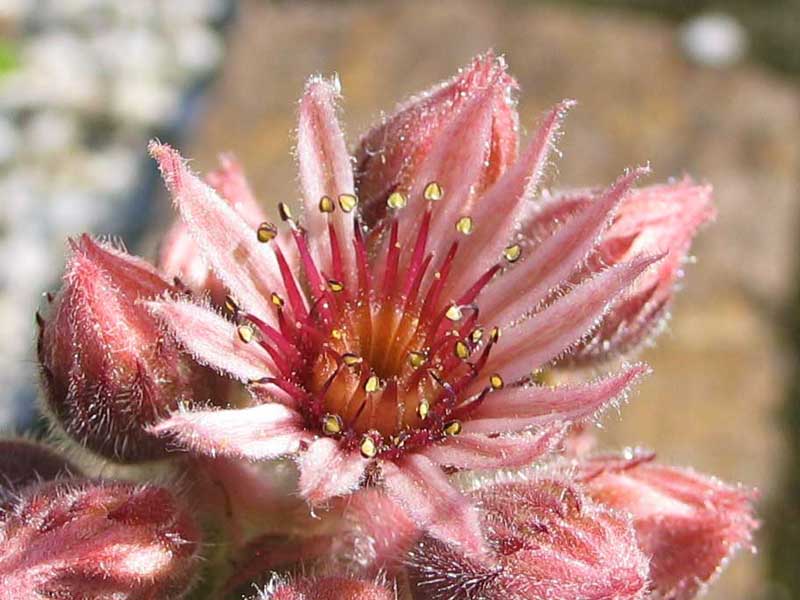 stenopetalum (xschottii)