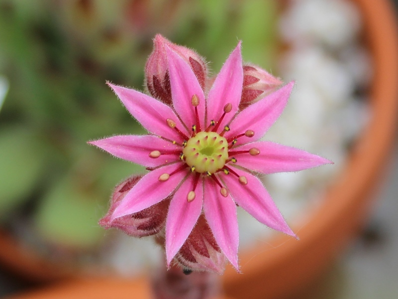 stenopetalum