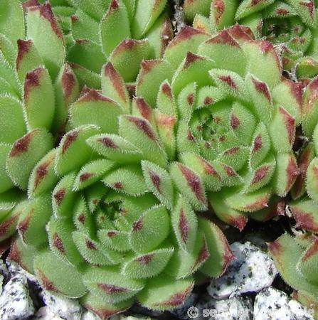 stenopetalum