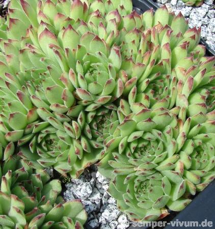 stenopetalum