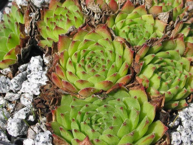 stenopetalum