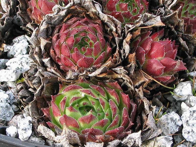 stenopetalum