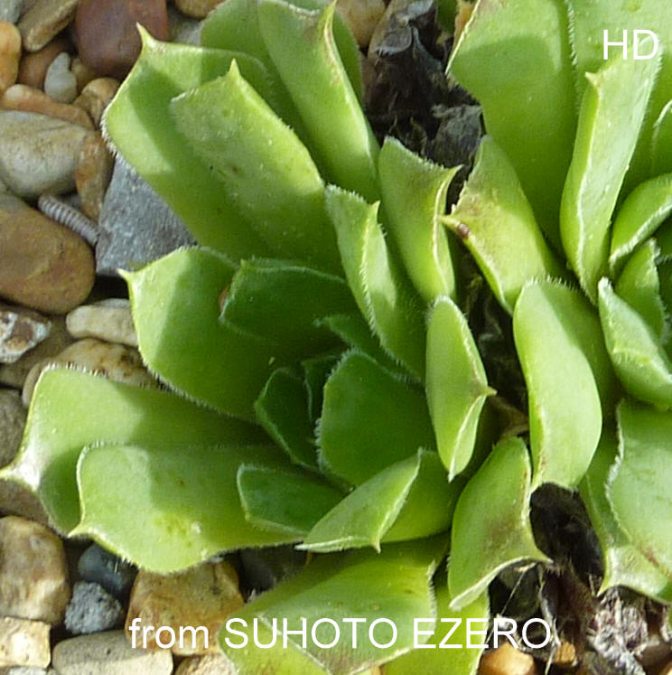 heuffelii from Suhoto Ezero