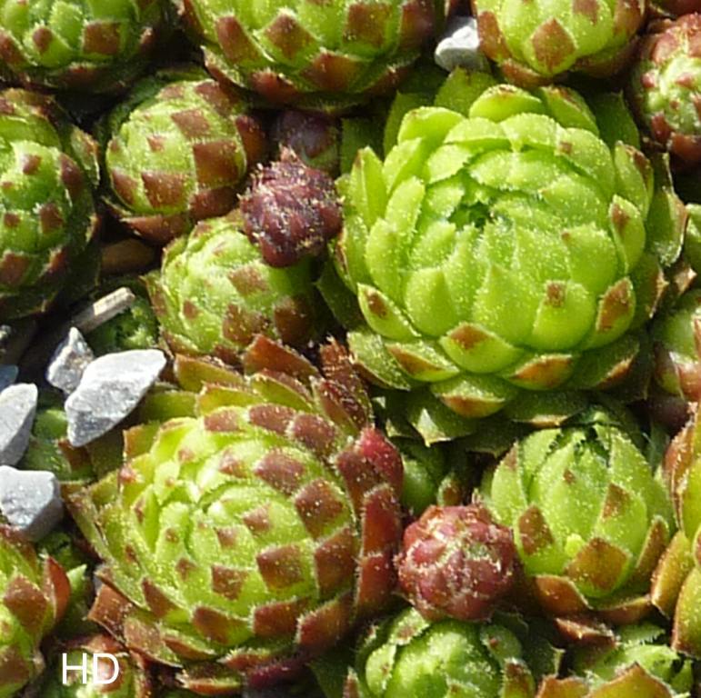 globiferum ssp. globiferum from Svaty Jan pod Skalou