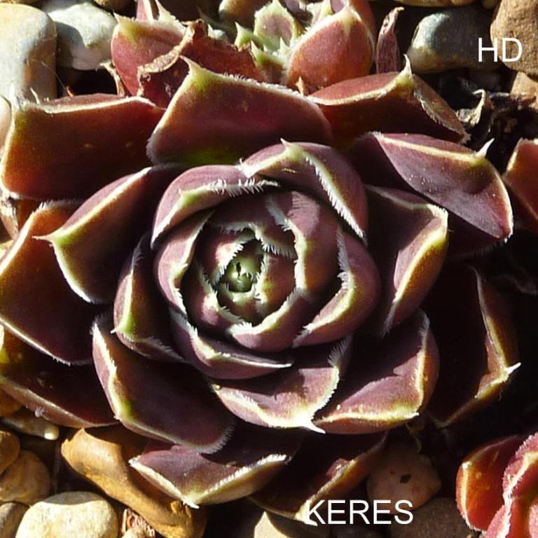 Keres / Jovi