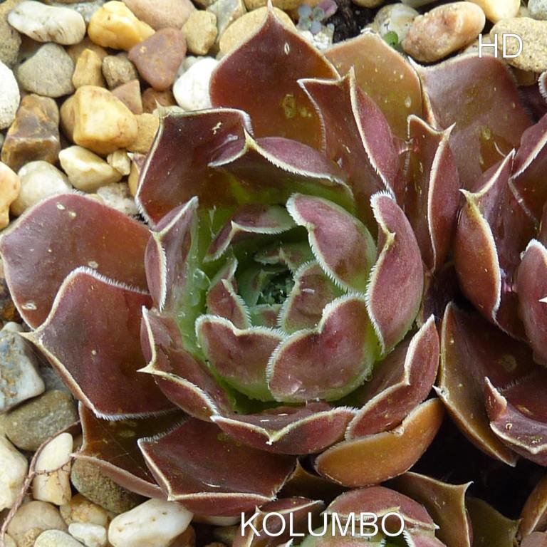 Kolumbo / Jovi