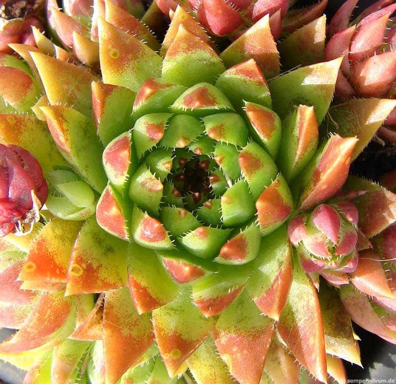 globiferum ssp. hirtum (tatrensis) from Šútovo
