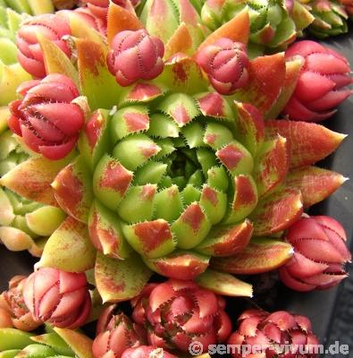 globiferum ssp. hirtum (tatrensis) from Jastrabska Skala