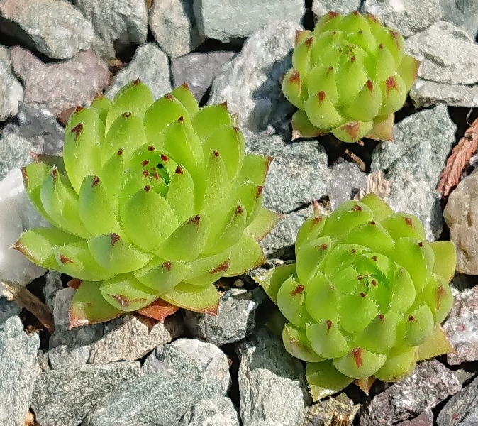 globiferum ssp. hirtum (tatrensis) from Klak (Kl'ak)