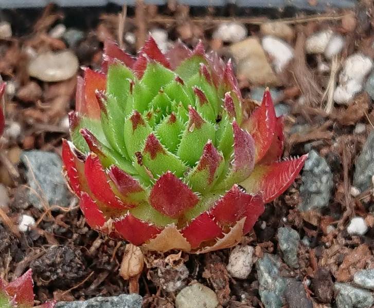 globiferum ssp. hirtum (tatrensis) from Klak (Kl'ak)
