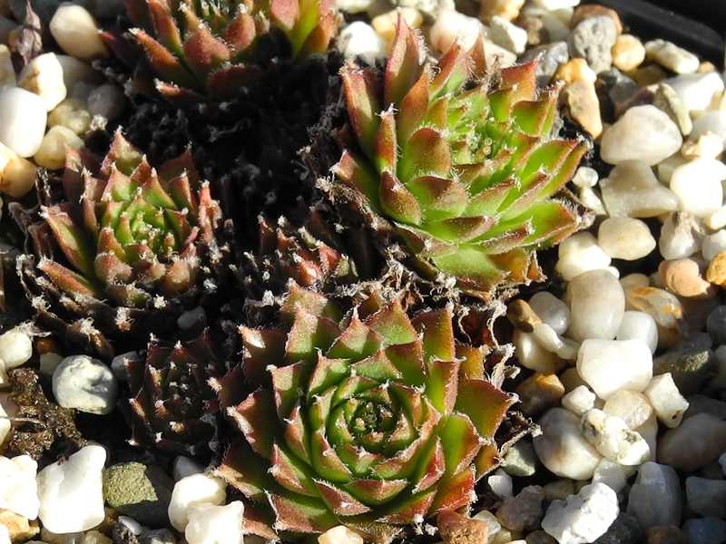 fauconnetii (x thompsonii)