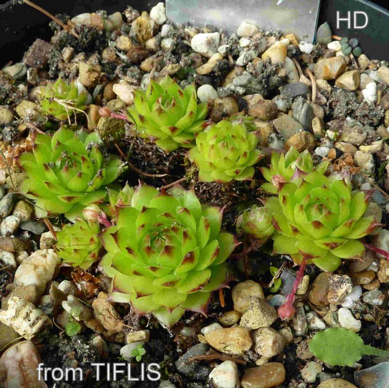 caucasicum from Tiflis (Umgebung)