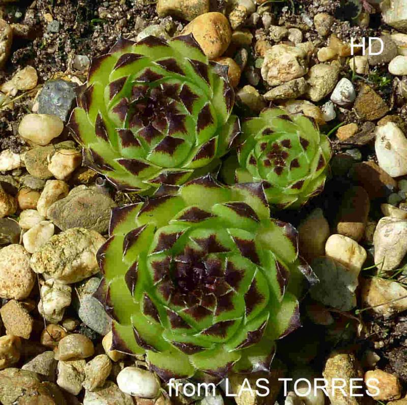 cantabricum ssp. guadarramense from Las Torres de la Pedriza