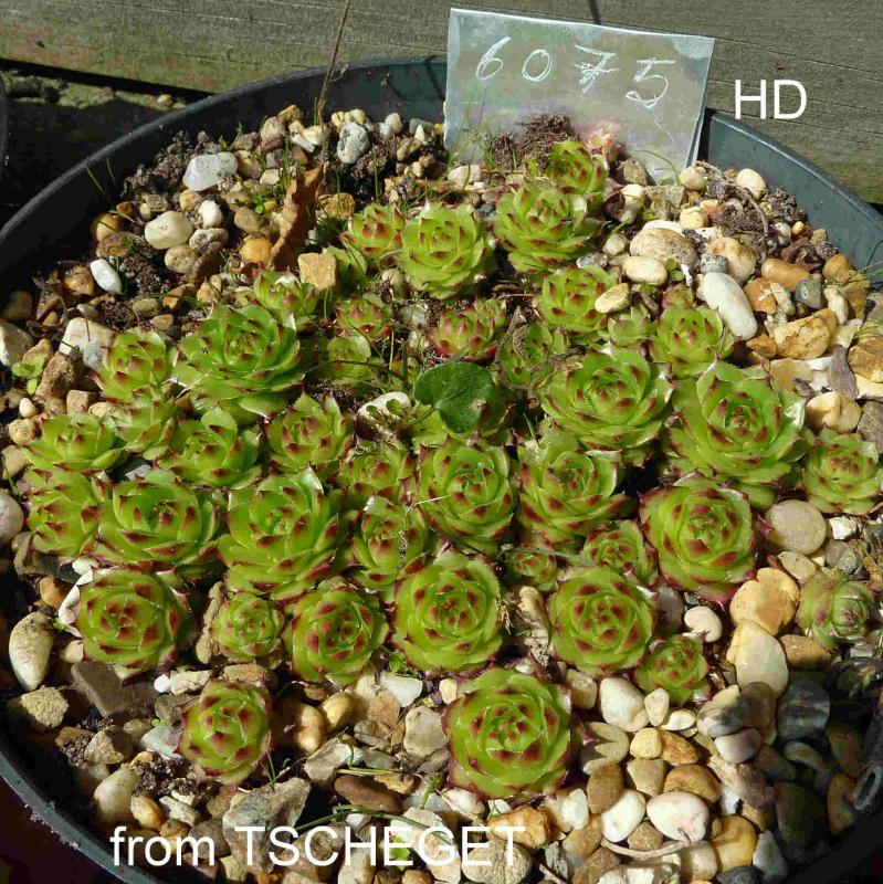 caucasicum from Tscheget