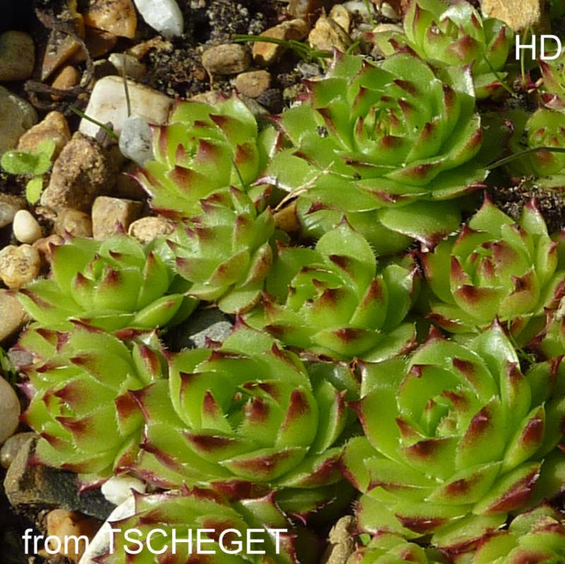 caucasicum from Tscheget