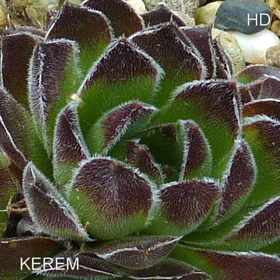 Kerem / Jovi