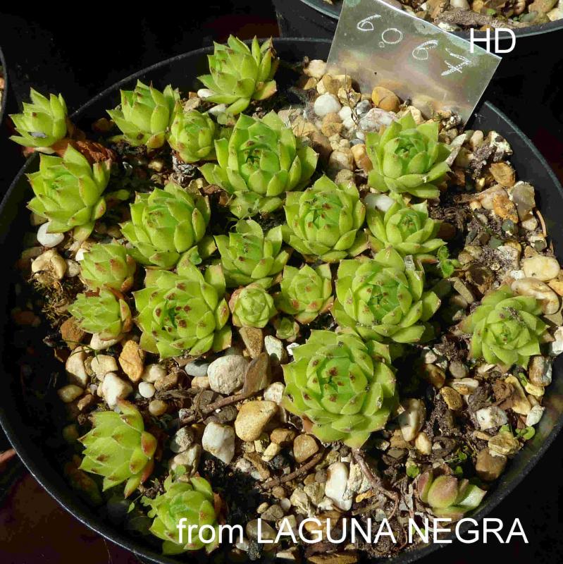 cantabricum ssp. urbionense from Laguna Negra de Urbión