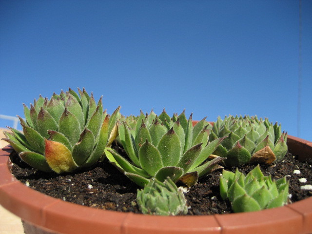 cantabricum ssp. urbionense from Picos de Urbión