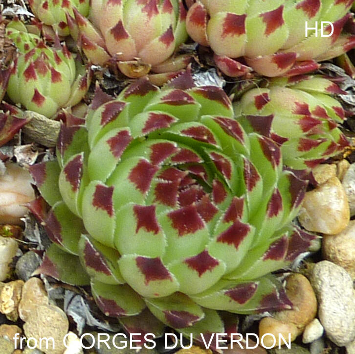 calcareum from Gorges du Verdon
