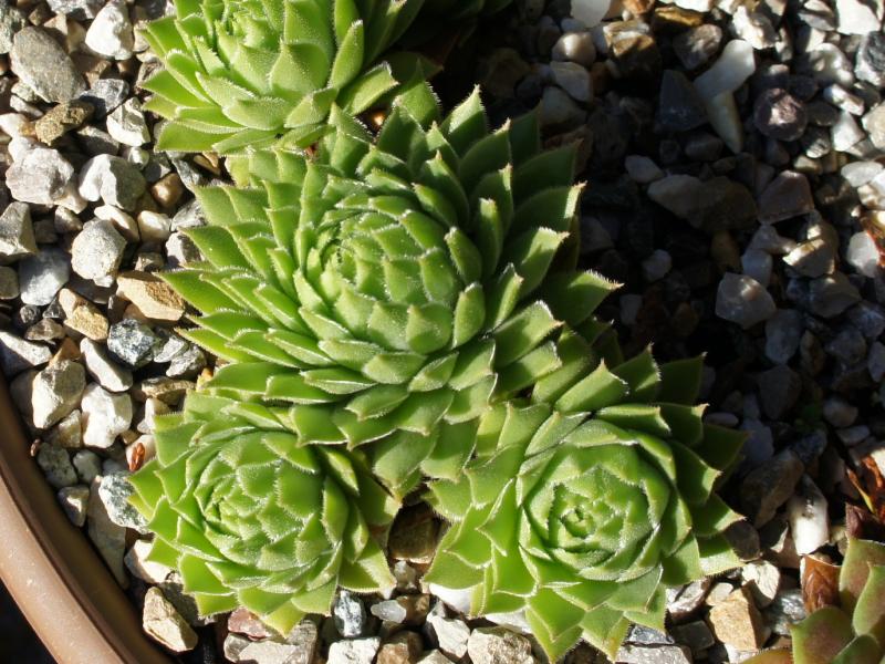 cantabricum ssp. cantabricum from Picos de Europa