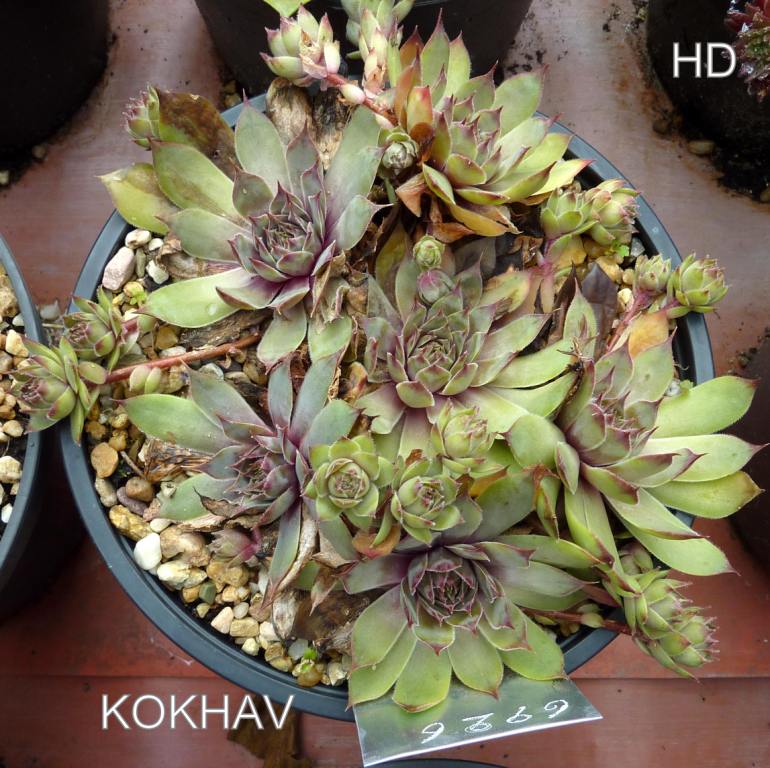 Kokhav
