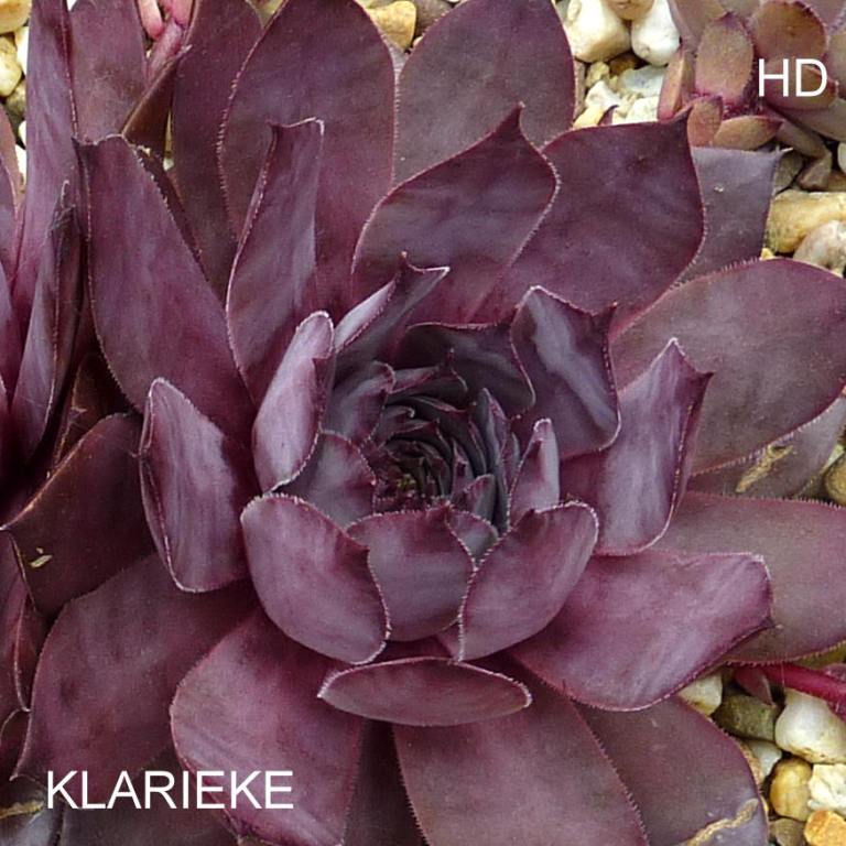 Klarieke