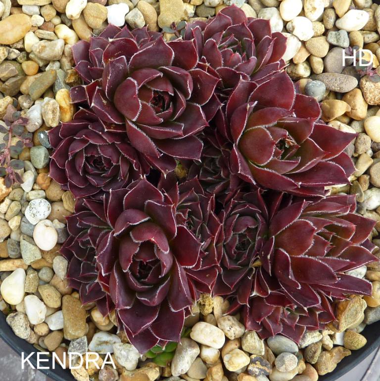 Kendra / Jovi