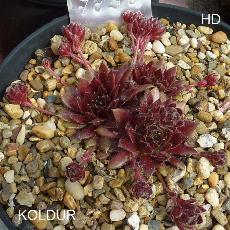Koldur