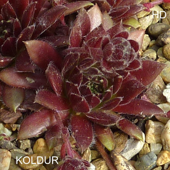 Koldur