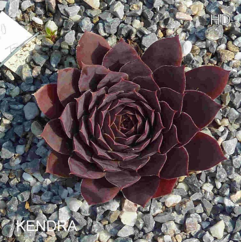 Kendra / Jovi