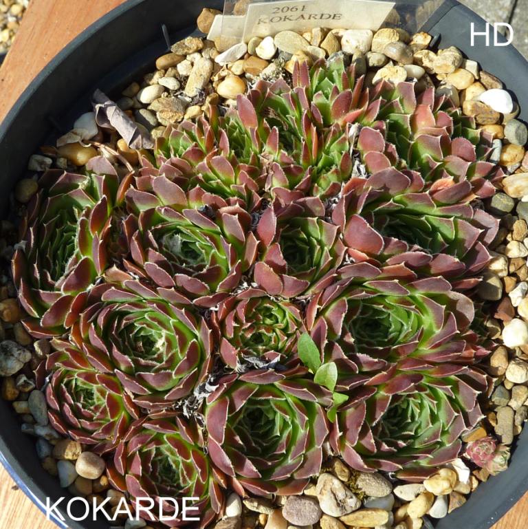 Kokarde / Jovi