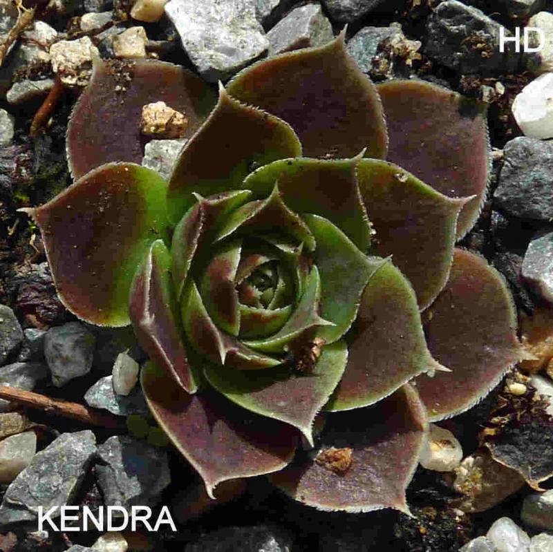 Kendra / Jovi