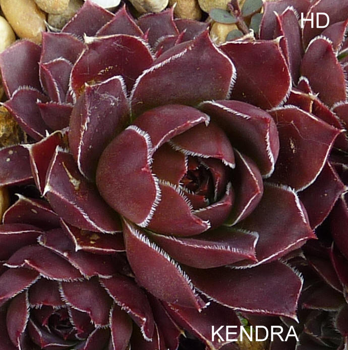 Kendra / Jovi