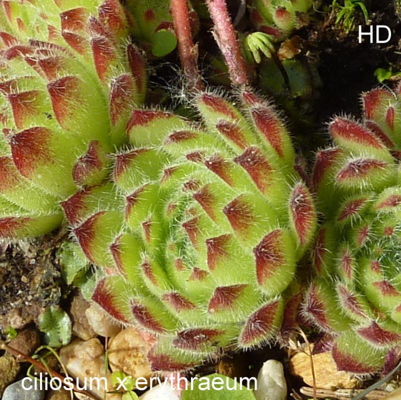ciliosum x S. marmoreum ssp. erythraeum