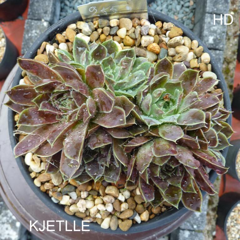 Kjetlle / Jovi