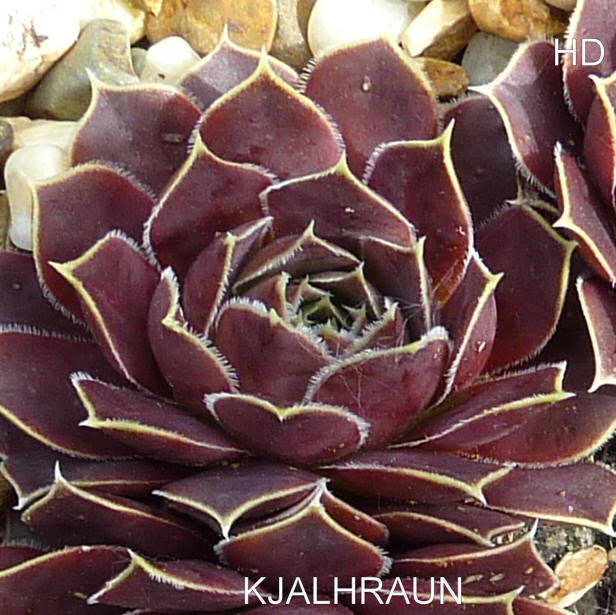 Kjalhraun / Jovi