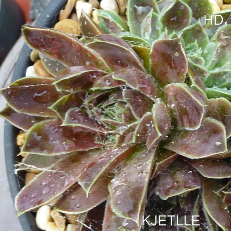 Kjetlle / Jovi